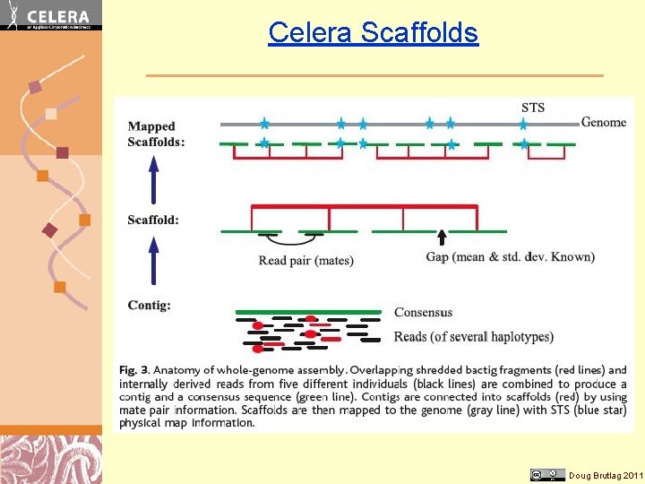 Celera Scaffolds Doug Brutlag 2011 