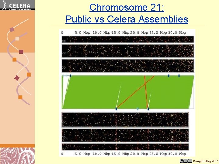 Chromosome 21: Public vs Celera Assemblies Doug Brutlag 2011 