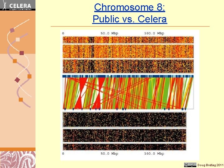 Chromosome 8: Public vs. Celera Doug Brutlag 2011 