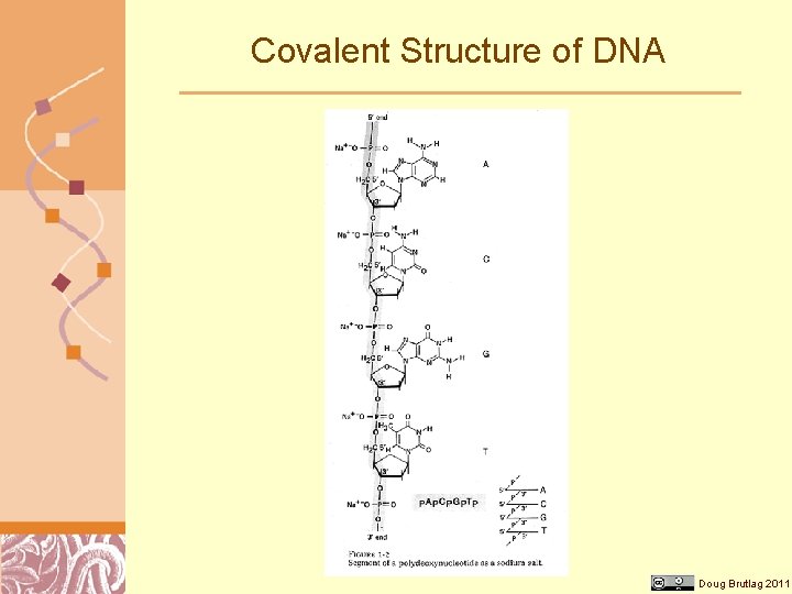 Covalent Structure of DNA Doug Brutlag 2011 