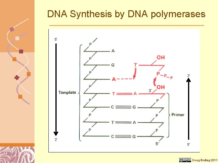 DNA Synthesis by DNA polymerases 5’ 3’ 3’ 5’ Doug Brutlag 2011 