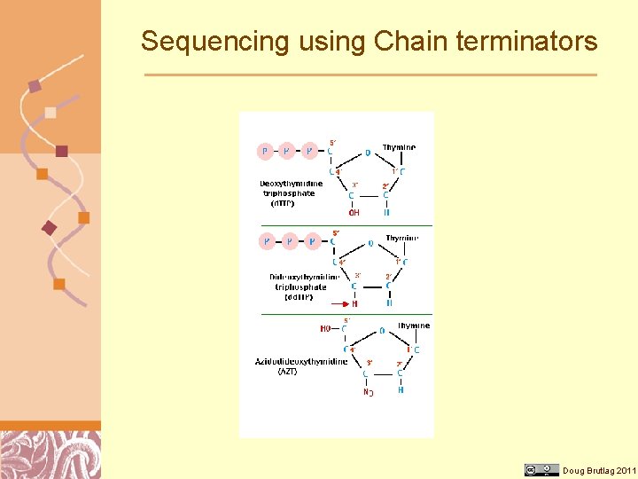 Sequencing using Chain terminators Doug Brutlag 2011 