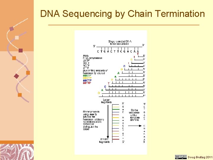 DNA Sequencing by Chain Termination Doug Brutlag 2011 
