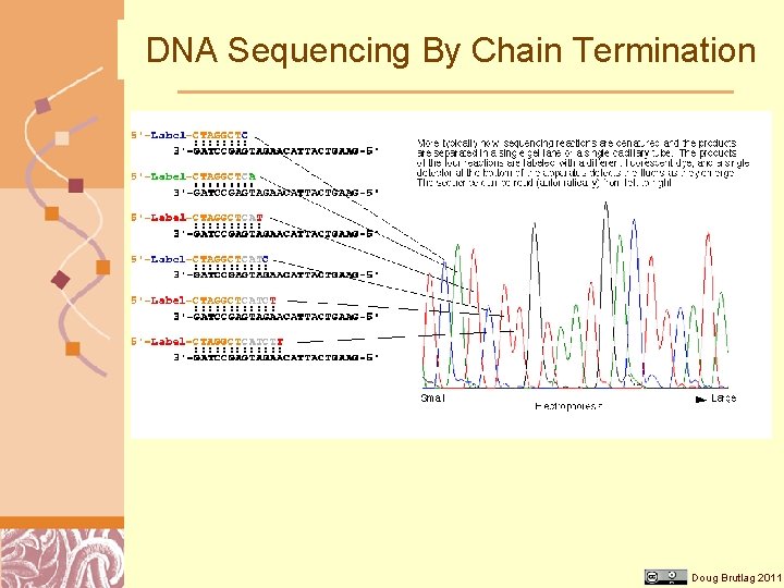 DNA Sequencing By Chain Termination Doug Brutlag 2011 