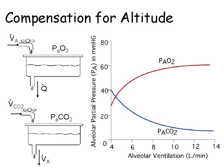 Compensation for Altitude • VA P a. O 2 • Q • VCO 2