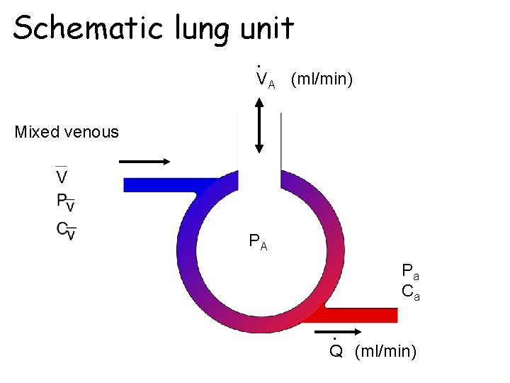 Schematic lung unit • VA (ml/min) Mixed venous PA Pa Ca • Q (ml/min)