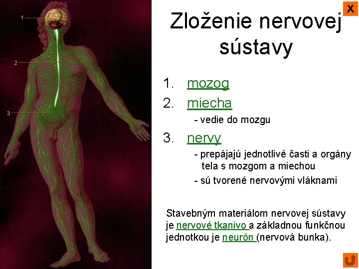 x Zloženie nervovej sústavy 1. mozog 2. miecha - vedie do mozgu 3. nervy