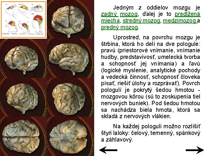 Jedným z oddielov mozgu je zadný mozog, ďalej je to predĺžená miecha, stredný mozog,