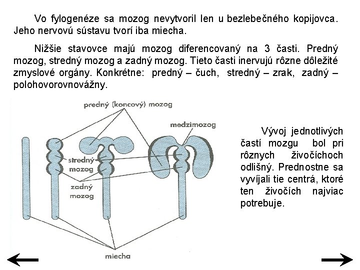 Vo fylogenéze sa mozog nevytvoril len u bezlebečného kopijovca. Jeho nervovú sústavu tvorí iba