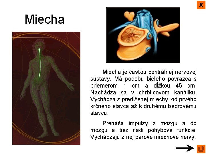 x Miecha je časťou centrálnej nervovej sústavy. Má podobu bieleho povrazca s priemerom 1