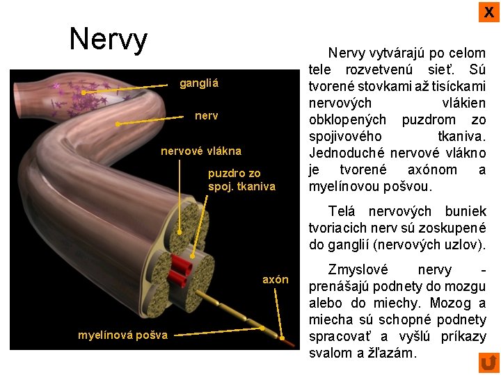 x Nervy gangliá nervové vlákna puzdro zo spoj. tkaniva Nervy vytvárajú po celom tele