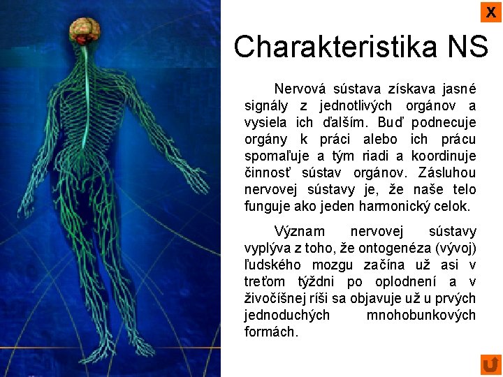 x Charakteristika NS Nervová sústava získava jasné signály z jednotlivých orgánov a vysiela ich