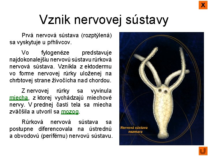 x Vznik nervovej sústavy Prvá nervová sústava (rozptýlená) sa vyskytuje u pŕhlivcov. Vo fylogenéze