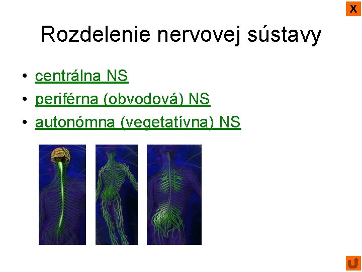 x Rozdelenie nervovej sústavy • centrálna NS • periférna (obvodová) NS • autonómna (vegetatívna)