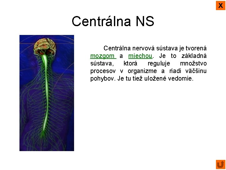 x Centrálna NS Centrálna nervová sústava je tvorená mozgom a miechou. Je to základná