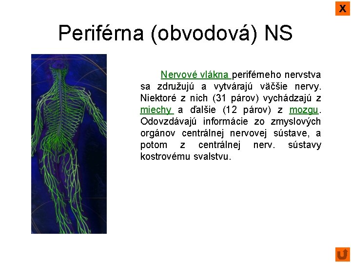 x Periférna (obvodová) NS Nervové vlákna periférneho nervstva sa združujú a vytvárajú väčšie nervy.