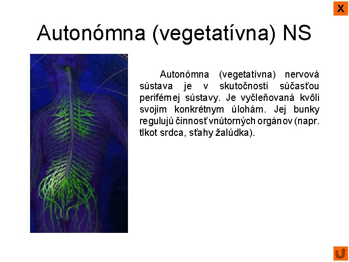 x Autonómna (vegetatívna) NS Autonómna (vegetatívna) nervová sústava je v skutočnosti súčasťou periférnej sústavy.