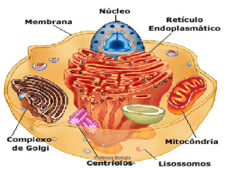 Profesora Biología Jacqueline Soto, CNSA 