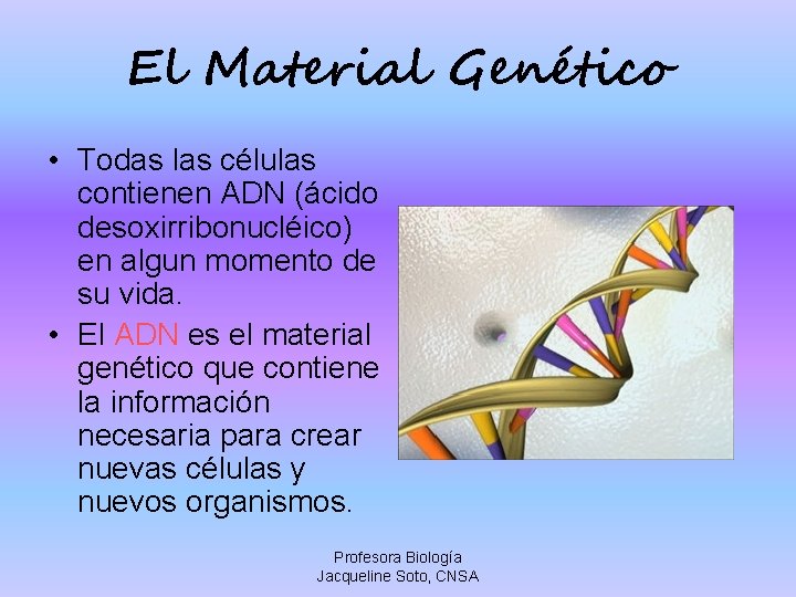 El Material Genético • Todas las células contienen ADN (ácido desoxirribonucléico) en algun momento