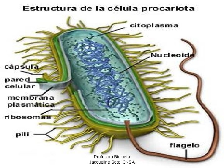 Profesora Biología Jacqueline Soto, CNSA 