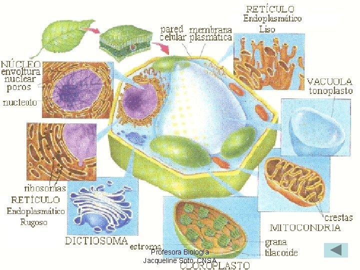 Profesora Biología Jacqueline Soto, CNSA 