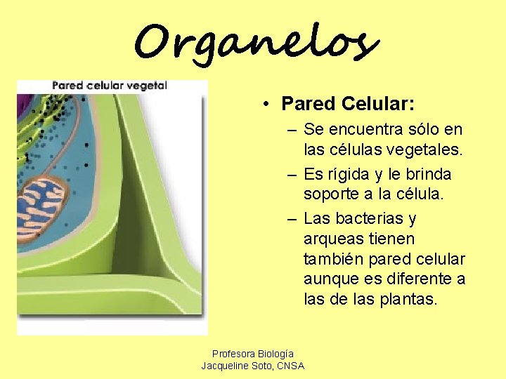Organelos • Pared Celular: – Se encuentra sólo en las células vegetales. – Es