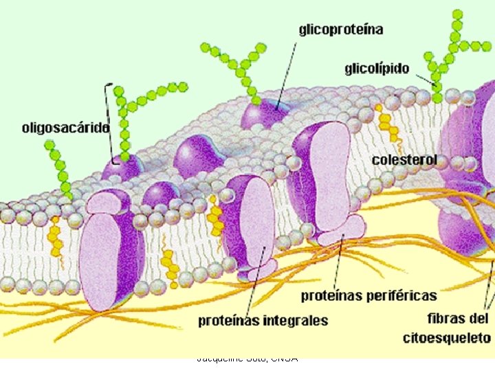 Profesora Biología Jacqueline Soto, CNSA 