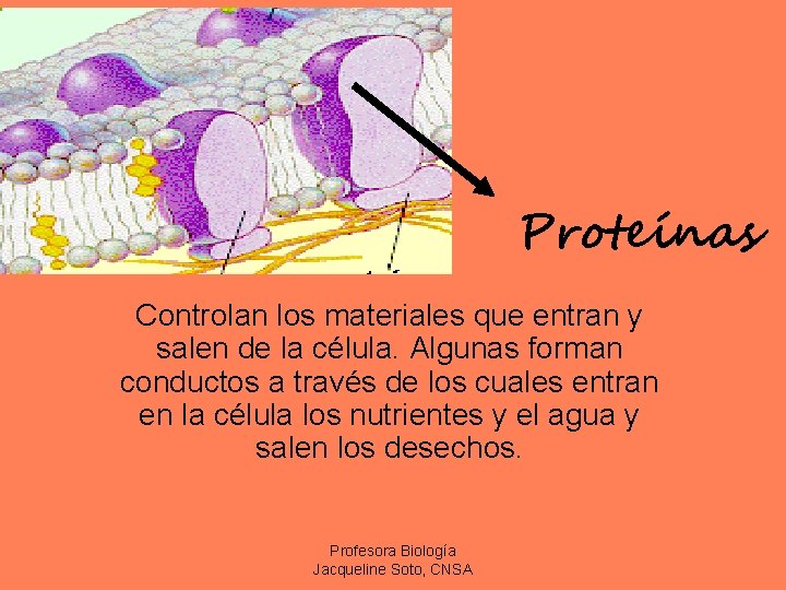 Proteínas Controlan los materiales que entran y salen de la célula. Algunas forman conductos