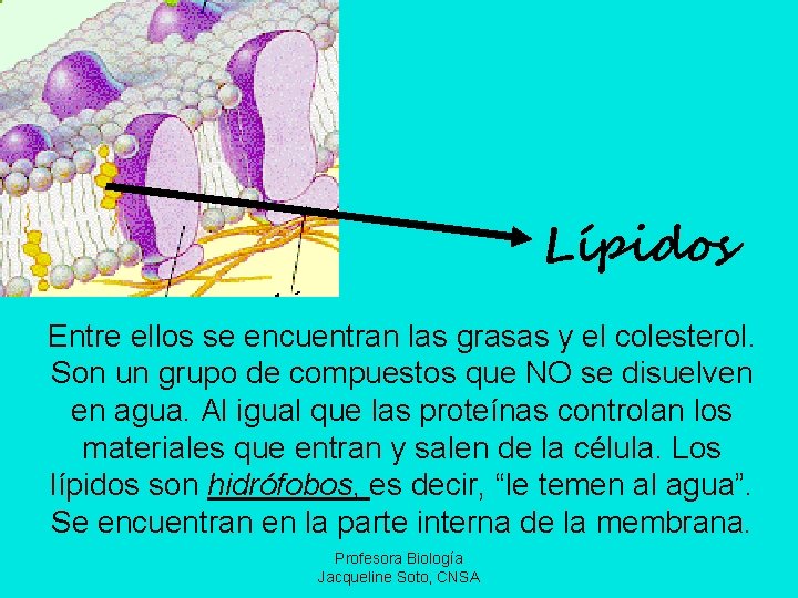 Lípidos Entre ellos se encuentran las grasas y el colesterol. Son un grupo de