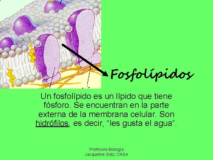 Fosfolípidos Un fosfolípido es un lípido que tiene fósforo. Se encuentran en la parte