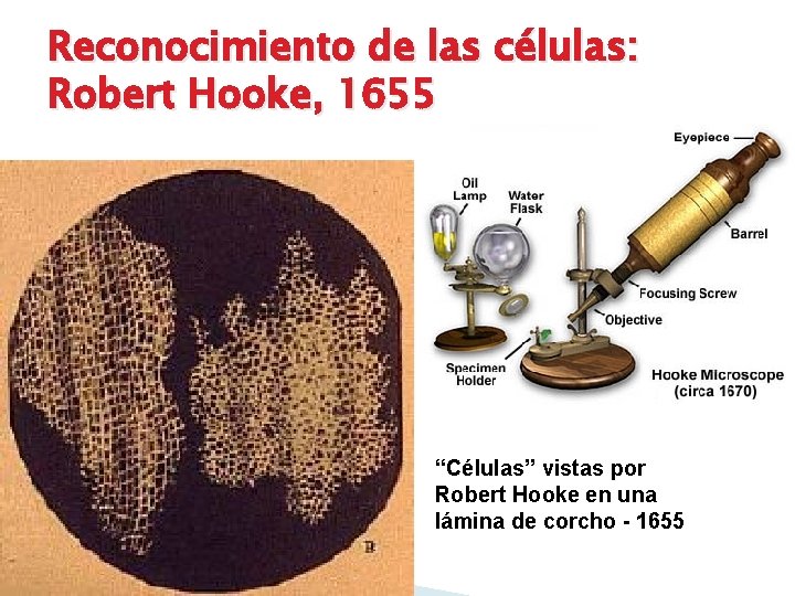Reconocimiento de las células: Robert Hooke, 1655 “Células” vistas por Robert Hooke en una