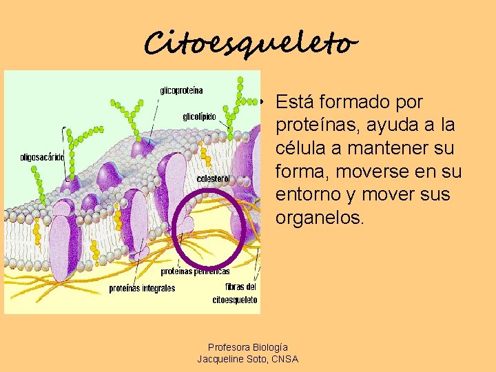 Citoesqueleto • Está formado por proteínas, ayuda a la célula a mantener su forma,