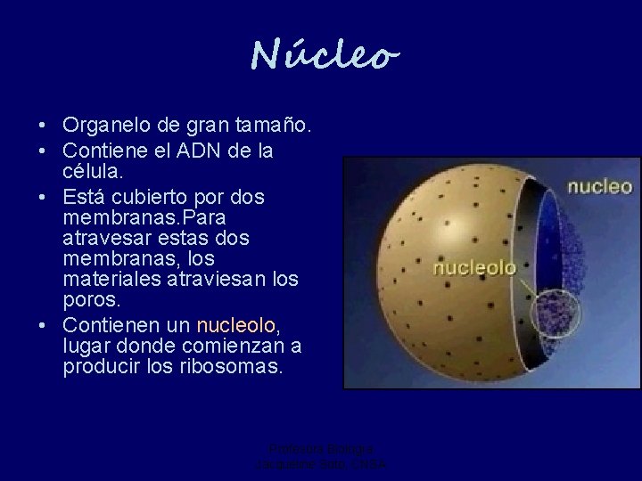 Núcleo • Organelo de gran tamaño. • Contiene el ADN de la célula. •