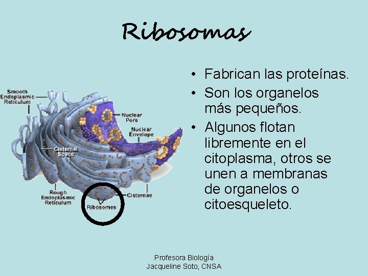 Ribosomas • Fabrican las proteínas. • Son los organelos más pequeños. • Algunos flotan