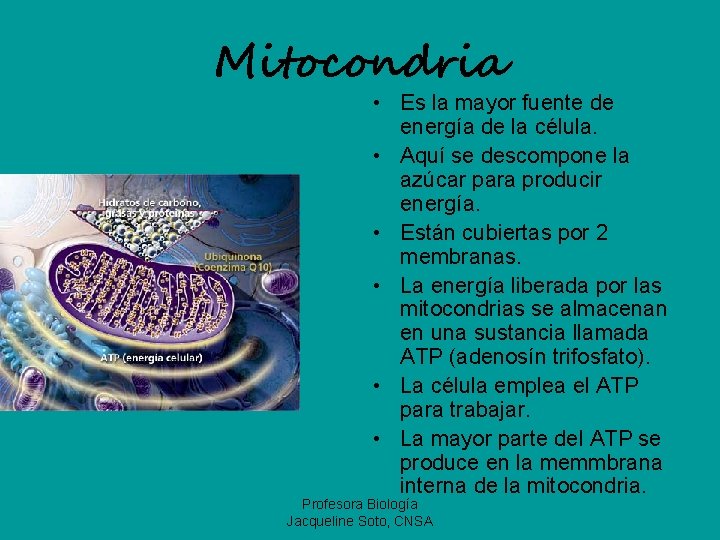 Mitocondria • Es la mayor fuente de energía de la célula. • Aquí se