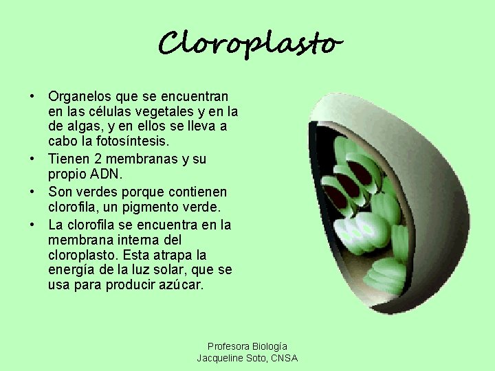 Cloroplasto • Organelos que se encuentran en las células vegetales y en la de