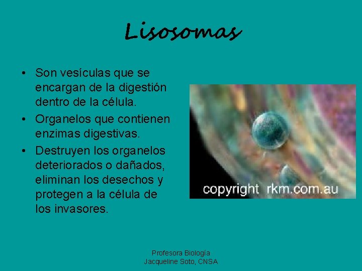 Lisosomas • Son vesículas que se encargan de la digestión dentro de la célula.