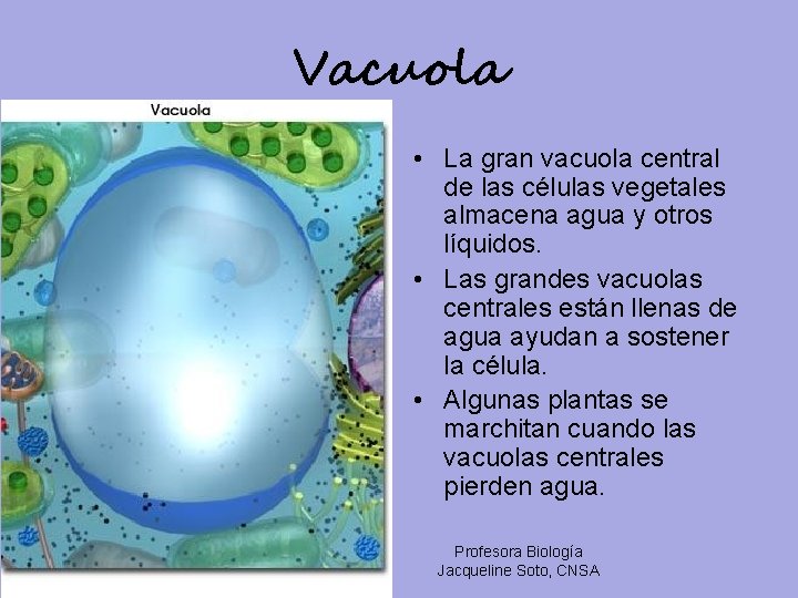 Vacuola • La gran vacuola central de las células vegetales almacena agua y otros