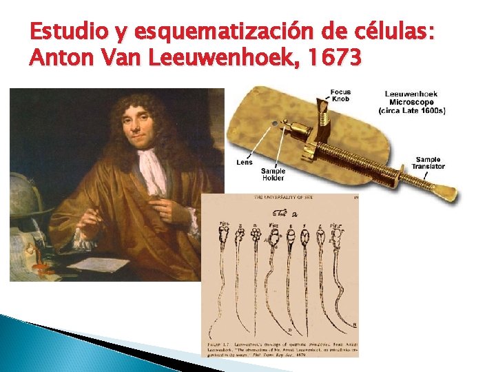 Estudio y esquematización de células: Anton Van Leeuwenhoek, 1673 