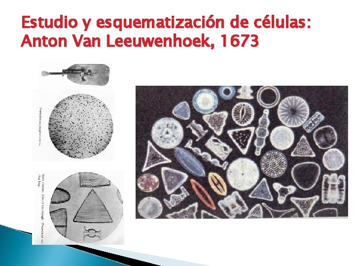Estudio y esquematización de células: Anton Van Leeuwenhoek, 1673 