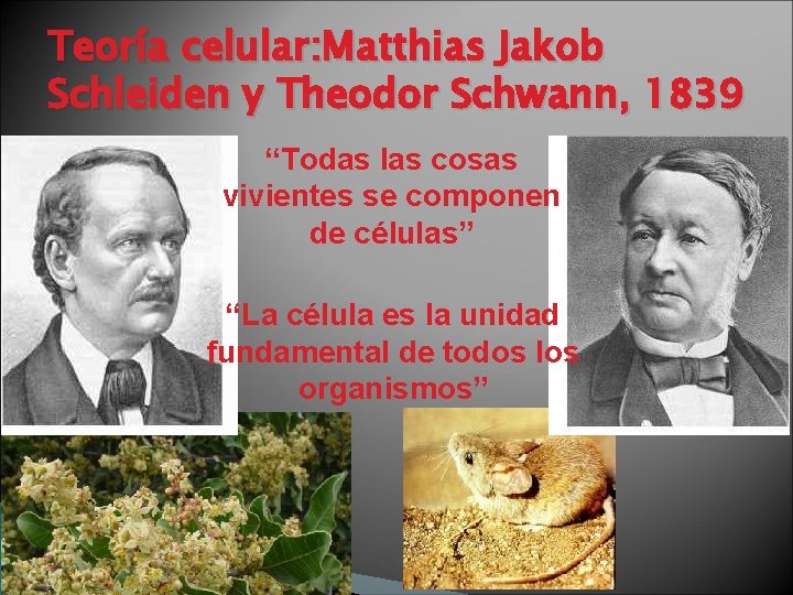 Teoría celular: Matthias Jakob Schleiden y Theodor Schwann, 1839 “Todas las cosas vivientes se