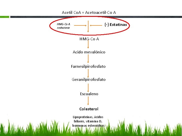 Acetil Co. A + Acetoacetil-Co A (-) Estatinas HMG-Co A reductasa HMG-Co A Acido