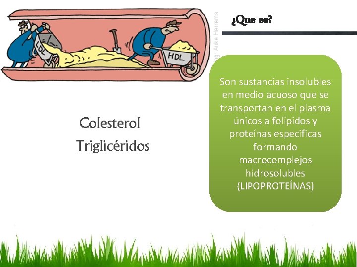 ¿Que es? Colesterol Triglicéridos Son sustancias insolubles en medio acuoso que se transportan en