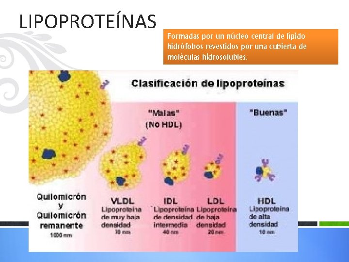 LIPOPROTEÍNAS Formadas por un núcleo central de lípido hidrófobos revestidos por una cubierta de