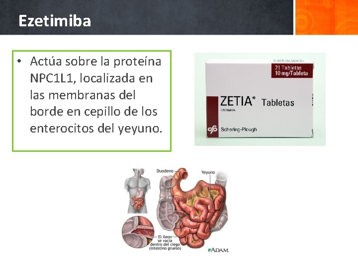 Ezetimiba • Actúa sobre la proteína NPC 1 L 1, localizada en las membranas