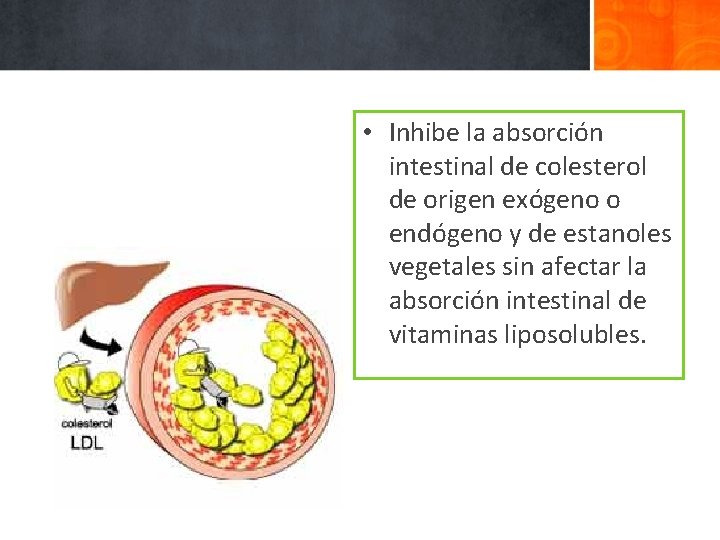  • Inhibe la absorción intestinal de colesterol de origen exógeno o endógeno y