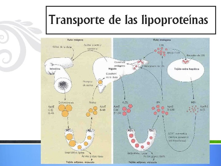 Transporte de las lipoproteínas 