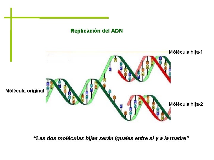 Replicación del ADN Mólécula hija-1 Mólécula original Mólécula hija-2 “Las dos moléculas hijas serán