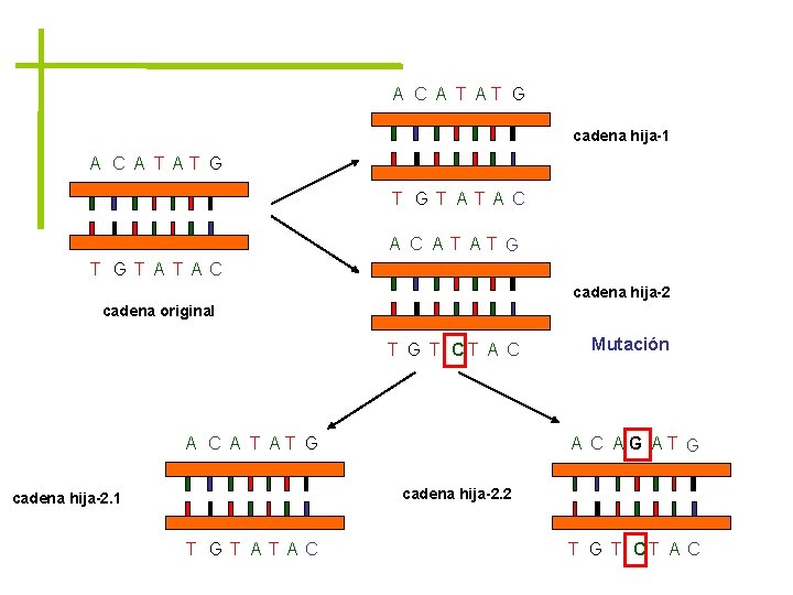 A C A T AT G cadena hija-1 A C A T AT G