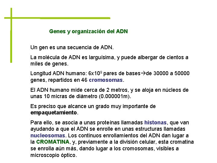 Genes y organización del ADN Un gen es una secuencia de ADN. La molécula